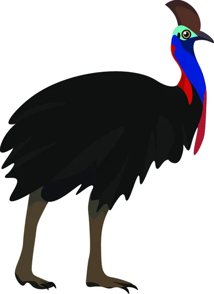 Beautiful Black Cassowary Standing Beautiful Blue Neck Vector Color Drawing — стоковый вектор