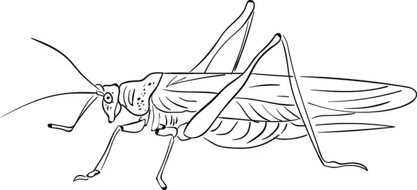 Boceto Dibujado Mano Mosquito — Vector de stock