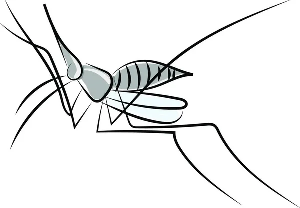 Grå Bug Ritning Illustration Vektor Vit Bakgrund — Stock vektor