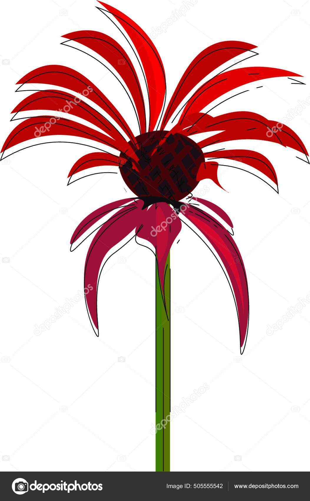 蜜蜂香膏花的剪贴画有拉长花朵和棕色花卉圆盘在短绿色茎矢量彩色绘图或插图上图库矢量图©PantherMediaSeller 505555542, image size:1053x1700