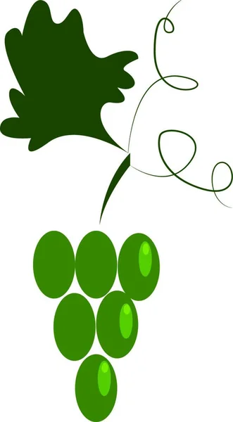 Eine Traube Grüner Trauben Hängt Einem Vektor Farbzeichnung Oder Illustration — Stockvektor