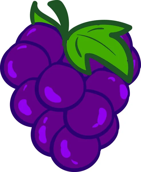 Bunch Fresh Ripe Purple Grapes Hanging Vine Vector Color Drawing — Stock Vector