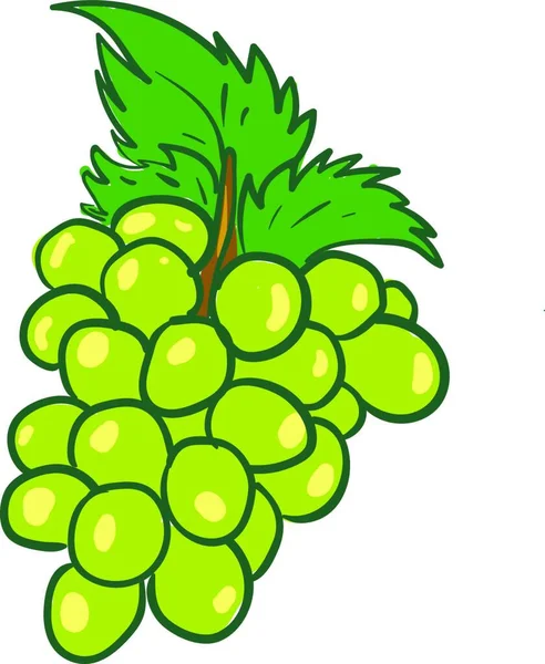 Banda Dojrzałych Soczystych Zielonych Winogron Wiszących Rysunku Lub Ilustracji Wektora — Wektor stockowy