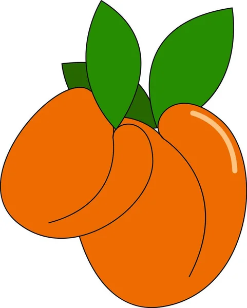 Dos Albaricoque Color Naranja Brillante Que Son Diferentes Tamaño Con — Vector de stock