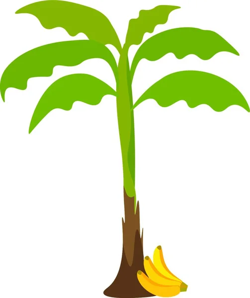 Banana Tree Lot Leaves Which Yet Bear Fruits Vector Color — Stock Vector
