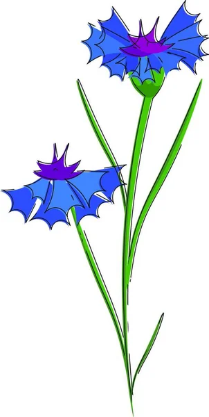Два Красивых Василькового Цветка Синем Цвете Векторного Рисунка Иллюстрации — стоковый вектор