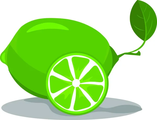 Lime Grön Färg Som Inte Mogen Vektor Färg Ritning Eller — Stock vektor