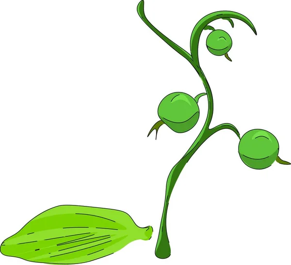 Kakule Bitki Yeşil Kakule Boyama Yüzey Üzerinde Yatıyor Vektör Renk — Stok Vektör
