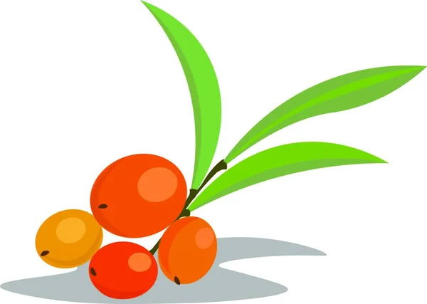 一串橙色的海浆果与绿叶矢量彩色绘图或插图 — 图库矢量图片