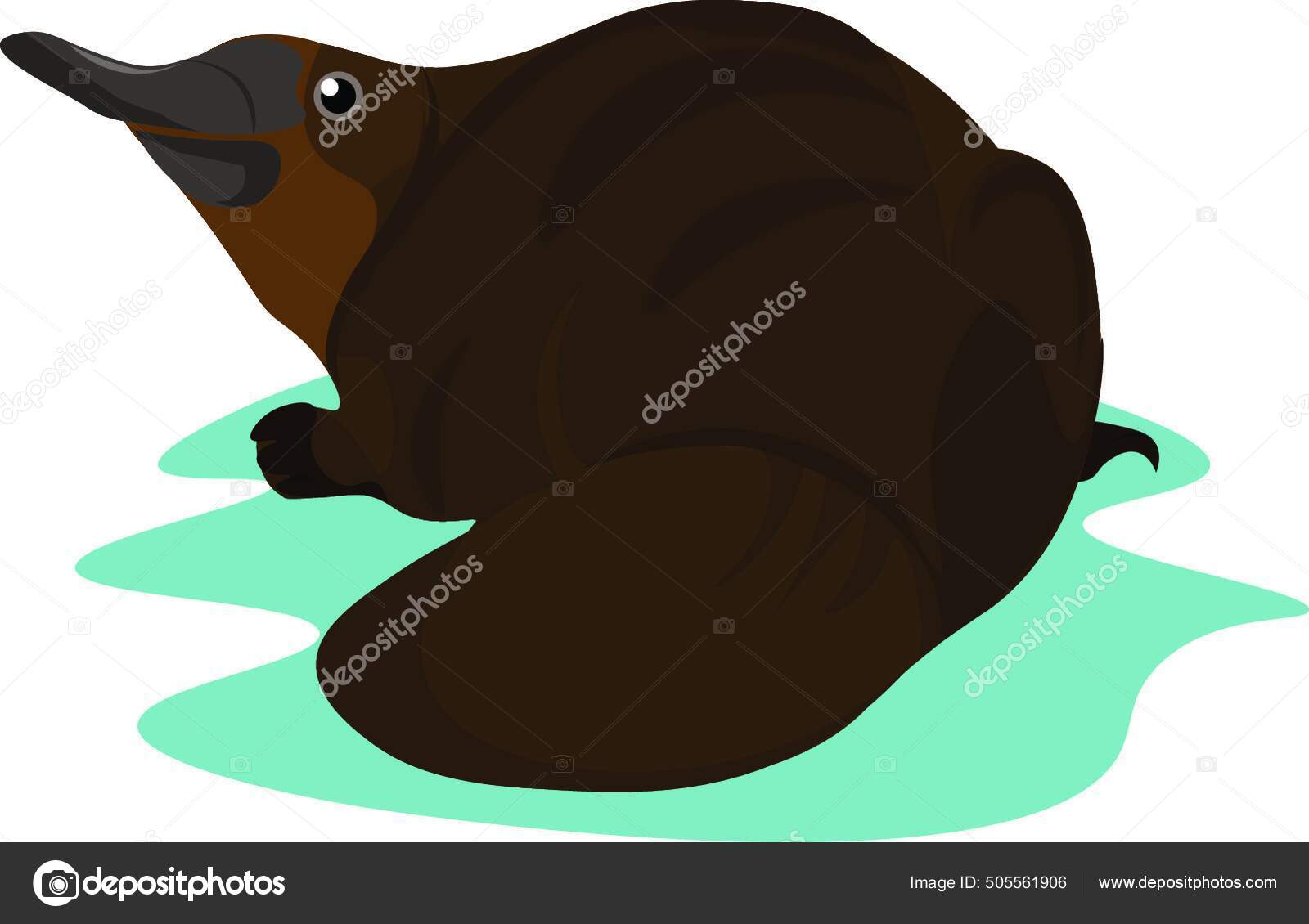 Ornitorrinco Vetor de ©interactimages 10593938, image size:1600x1130