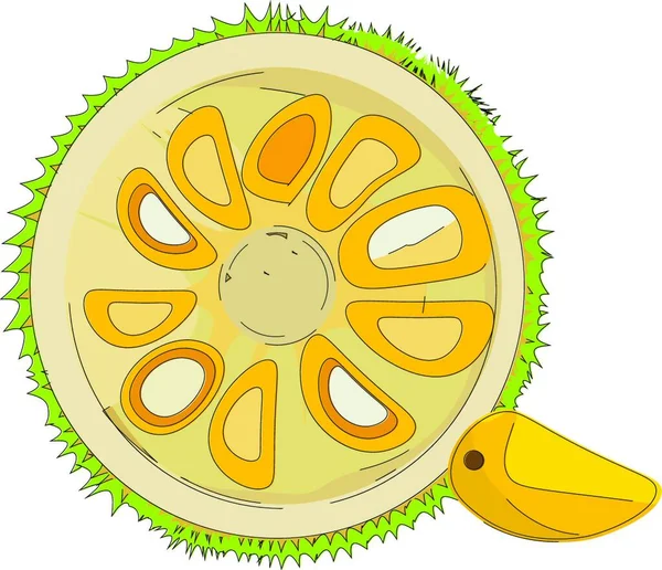 Jackfruit Ami Félbevágják Darab Peeping Vektor Színes Rajz Vagy Illusztráció — Stock Vector