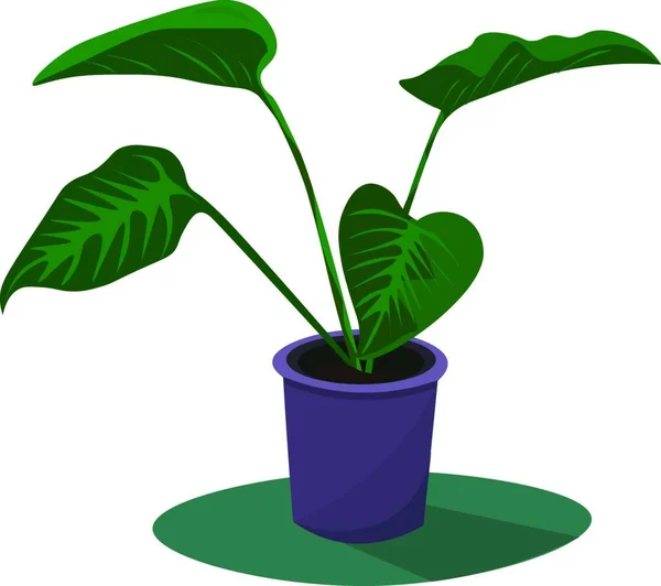 Uma Planta Philodendron Com Folhas Planas Grandes Palma Como Venação — Vetor de Stock