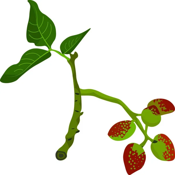Ramo Árvore Pistache Que Frutos Vermelhos Folhas Planas Com Venação — Vetor de Stock