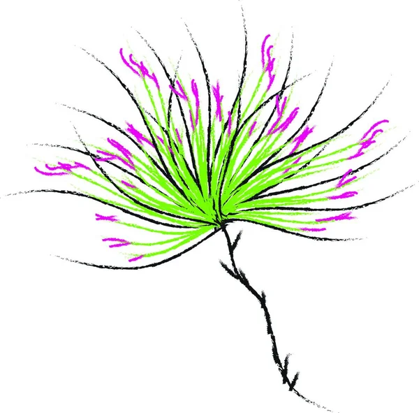 Eine Farbenfrohe Pflanze Mit Langen Länglichen Blättern Und Zweigen Isoliert — Stockvektor