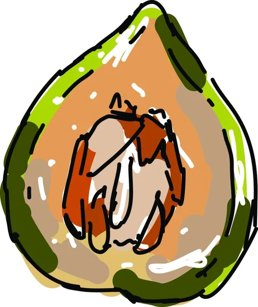 Casaba Melone Illustration Vektor Auf Weißem Hintergrund — Stockvektor