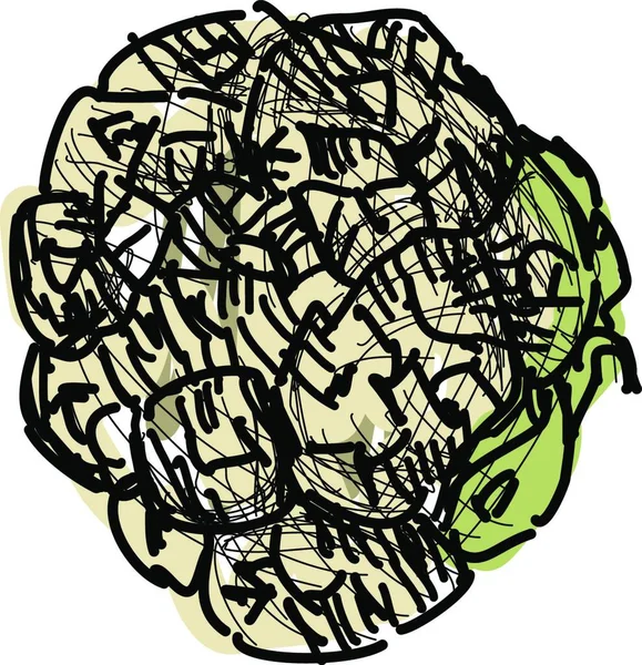 Cauliflower Drawing Illustration Vector White Background — Stock Vector