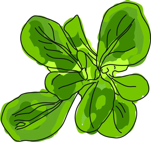 Ilustración Vectorial Una Flor Verde Blanca — Vector de stock