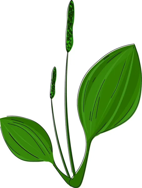 Зеленые Листья Растения — стоковый вектор