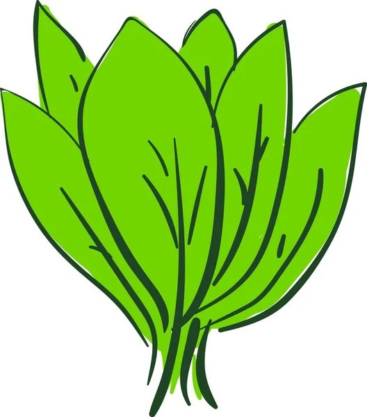 Ramo Hojas Espinacas Verdes Vector Dibujo Ilustración Color — Archivo Imágenes Vectoriales