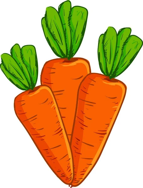 Manojo Fresco Zanahorias Vector Dibujo Color Ilustración — Vector de stock