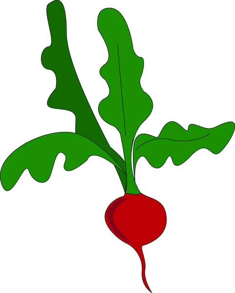 Illustration Vectorielle Radis Rouge — Image vectorielle