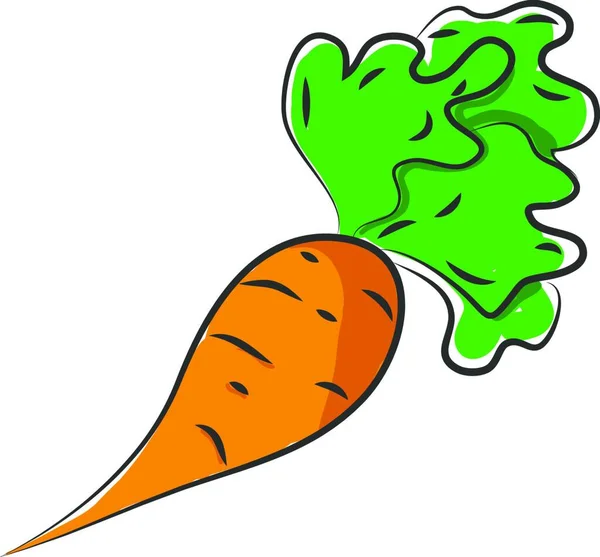 Eine Dicke Orangefarbene Karotte Mit Grünen Blättern Vektor Farbzeichnung Oder — Stockvektor