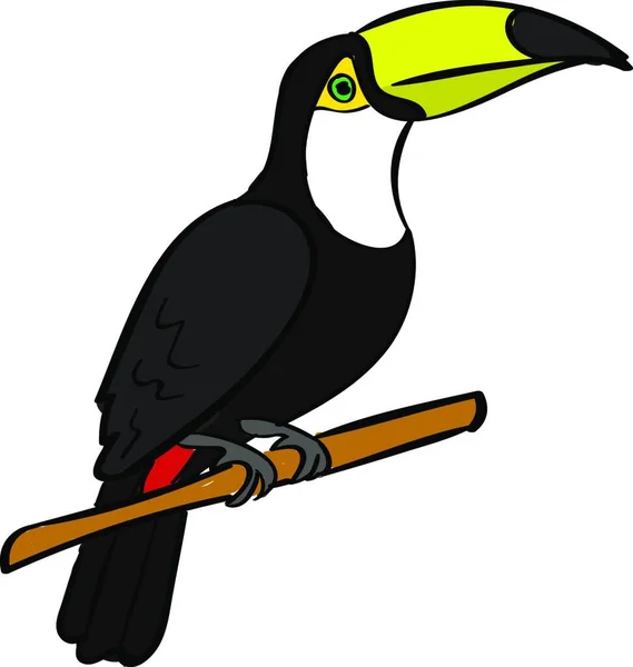 Toucan Pták Ilustrace Vektor Bílém Pozadí — Stockový vektor
