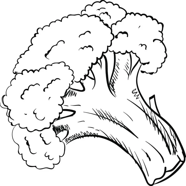 Vektorová Ilustrace Kresleného Náčrtu Brokolice — Stockový vektor