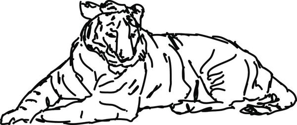 Tigerzeichnung Illustration Vektor Auf Weißem Hintergrund — Stockvektor