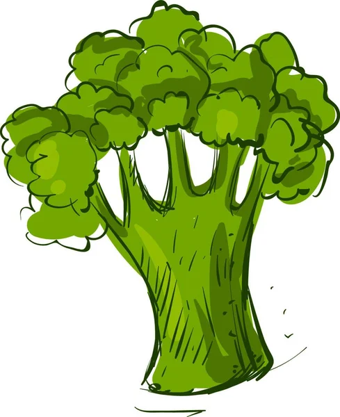 Broccoli Testa Illustrazione Vettore — Vettoriale Stock