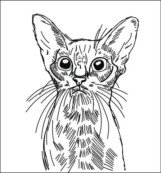 Gato Esboço Ilustração Desenhada Mão Vetor — Vetor de Stock