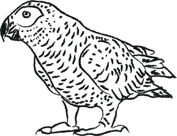 Ilustração Pássaro —  Vetores de Stock