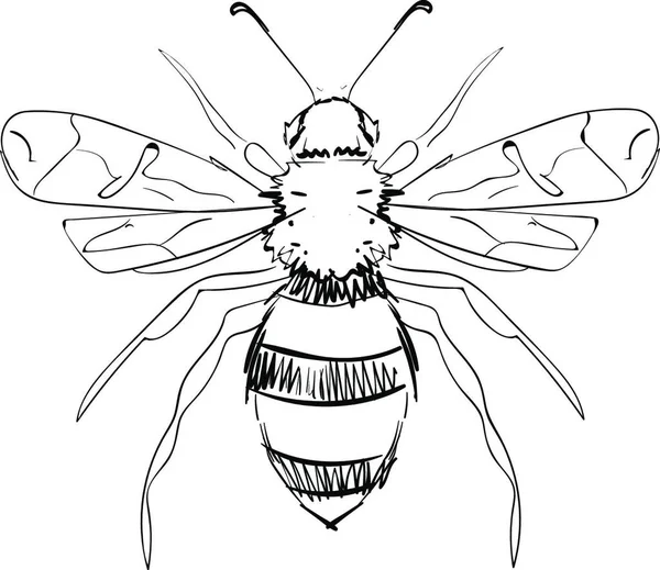 Vectorillustratie Van Insecten — Stockvector