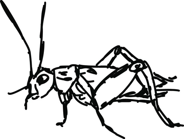 Schwarz Weiße Zeichnung Eines Insekts — Stockvektor