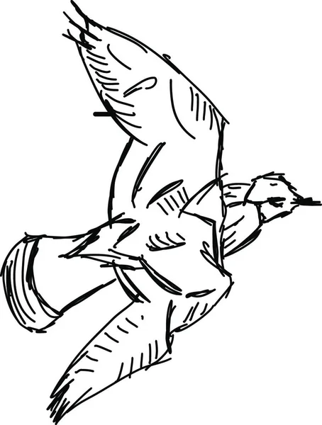 Vektorová Ilustrace Ptáka — Stockový vektor