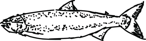 Een Vectorafbeelding Van Een Haai — Stockvector
