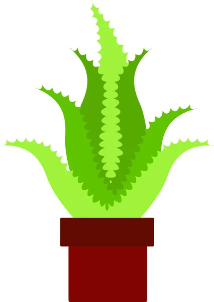 Aloe Cactus Dalam Pot Ilustrasi Vektor Pada Latar Belakang Putih - Stok Vektor