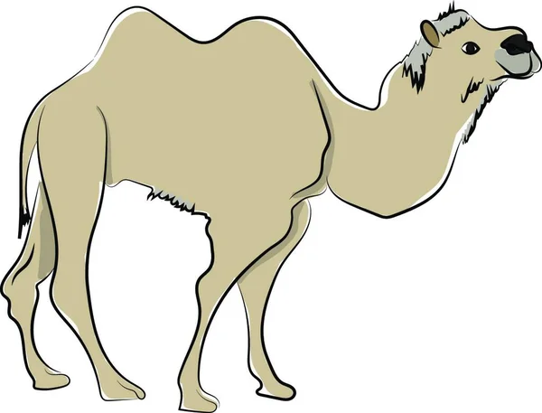 Верблюд Пустелі Ілюстрація Вектор Білому Тлі — стоковий вектор