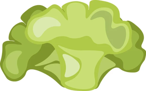 Green Cabbage Vector Illustration — Stock Vector