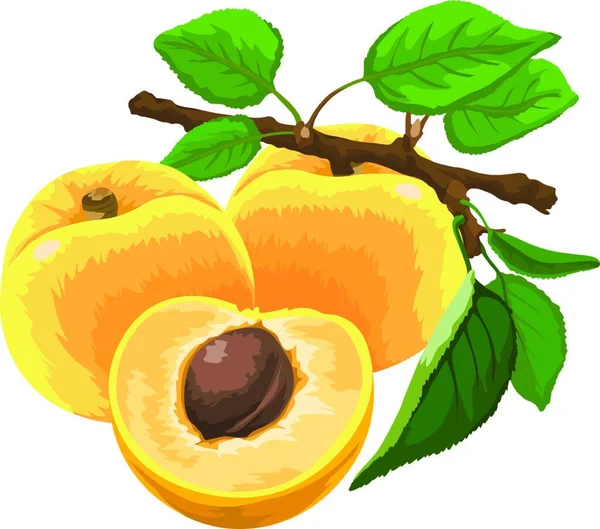 Vector Illustration Fresh Ripe Peaches Leaves — Stock Vector