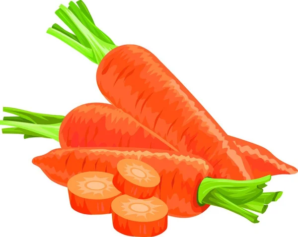 Fresh Carrots Isolated White Background — Stock Vector