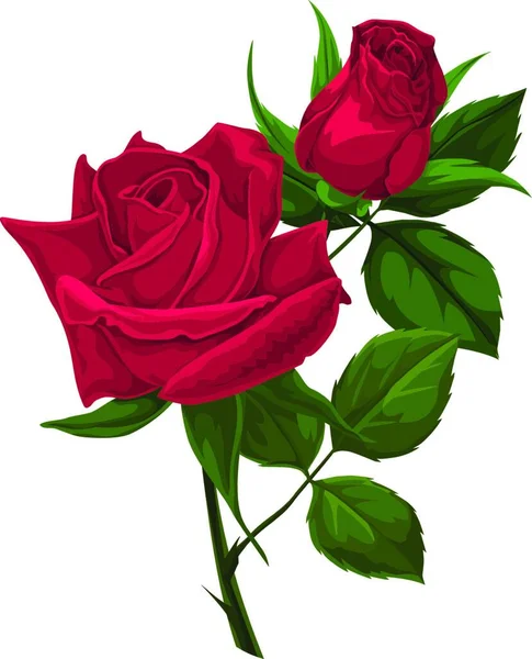 Rose Rouge Isolée Sur Fond Blanc — Image vectorielle