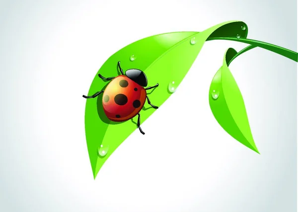 Ladybug Green Leaves White Background — Stock Vector