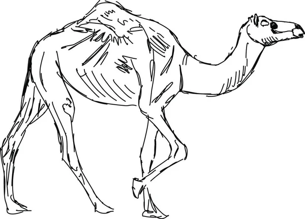Векторна Ілюстрація Верблюда — стоковий вектор