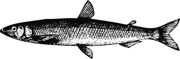 白に隔離されたヨーロッパの魚やオスマラス エペルラヌスの古い彫刻の古い刻まれたイラスト 生きてた Trousset Encyclopediaパリ1886年 1891年 — ストックベクタ
