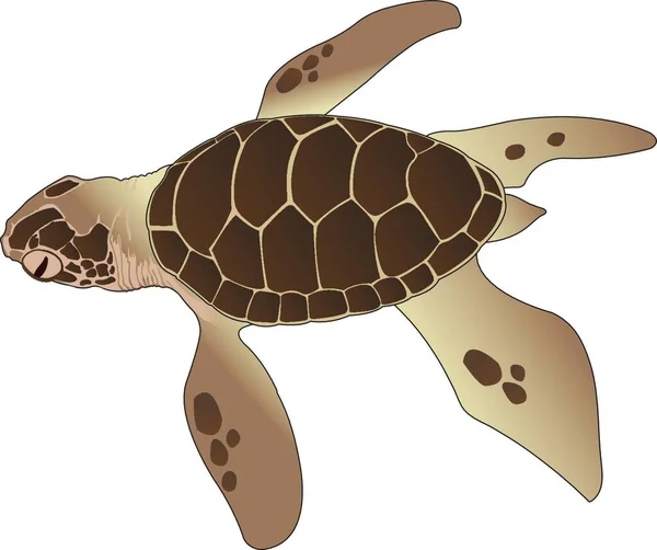 Векторная Иллюстрация Черепахи — стоковый вектор