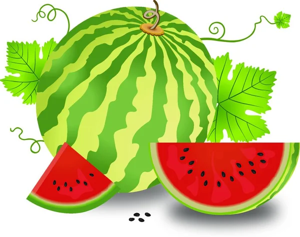 Wassermelone Melone Kiwi Grün Vektor Illustration Hintergrund — Stockvektor