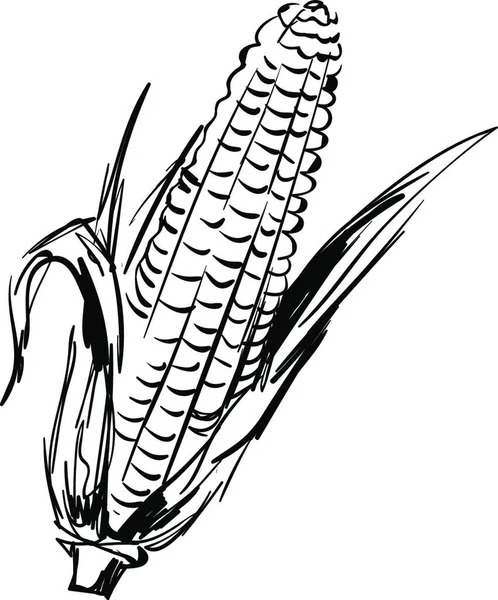 Búzát Kukoricát Vektor Illusztráció — Stock Vector