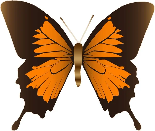 Ένα Παράδειγμα Μιας Πεταλούδας — Διανυσματικό Αρχείο