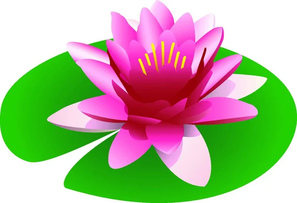 Illustration Flytande Rosa Lotus Näckros Isolerad Vit Bakgrund — Stock vektor